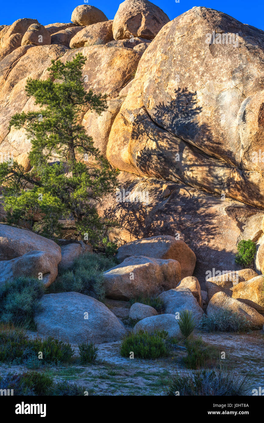 Pine tree and rock formations on the Barker Dam Loop Trail. Joshua Tree National Park, California, USA. Stock Photo