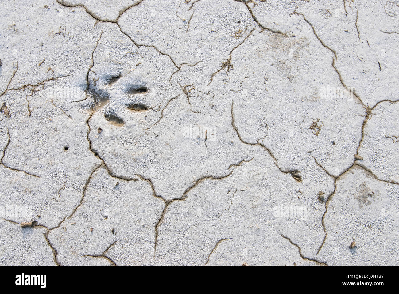 Footprint of fox Stock Photo - Alamy