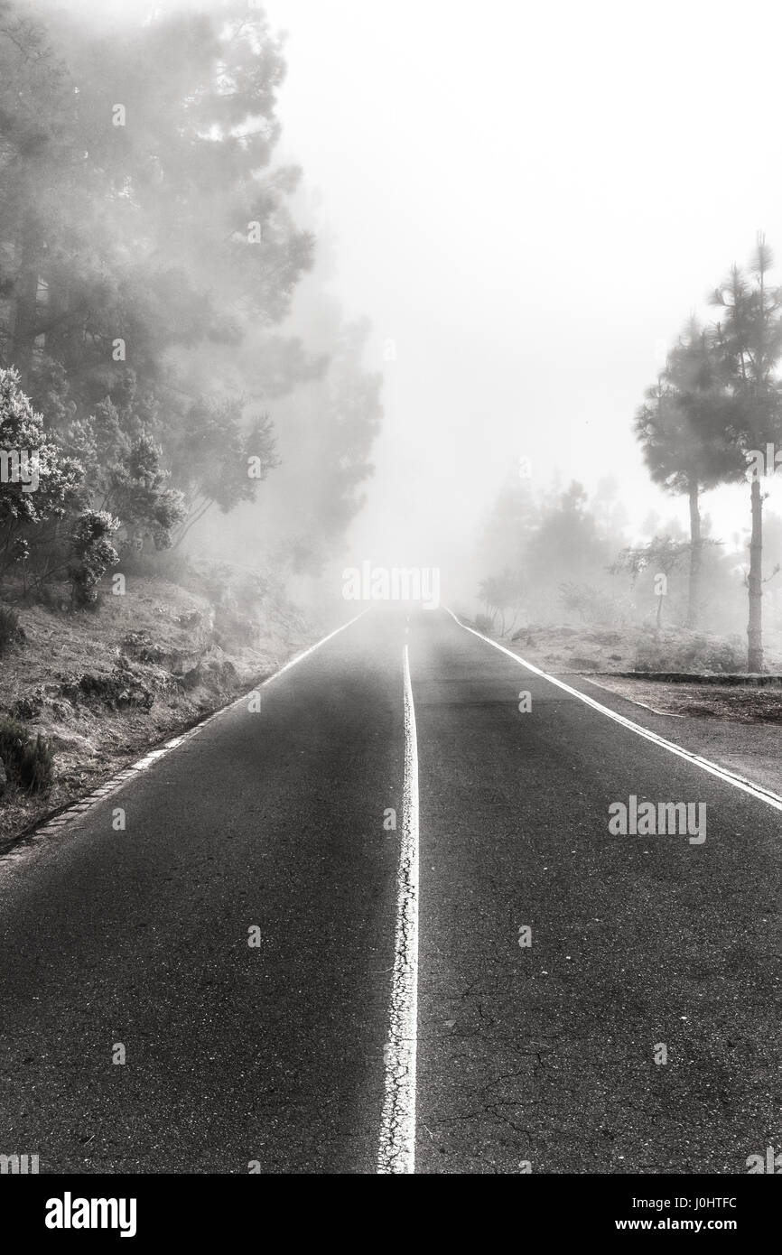 foggy road in forest - trees and highway in fog Stock Photo