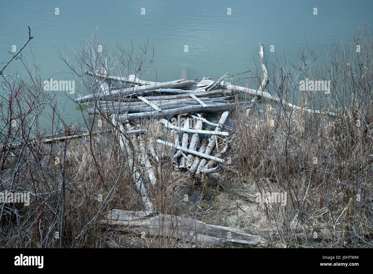 Canada, Ajax, Ontario. Lake Ontario. A beaver dam under construction Stock Photo