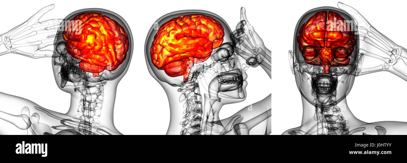 3d rendering medical illustration of the human brain Stock Photo - Alamy