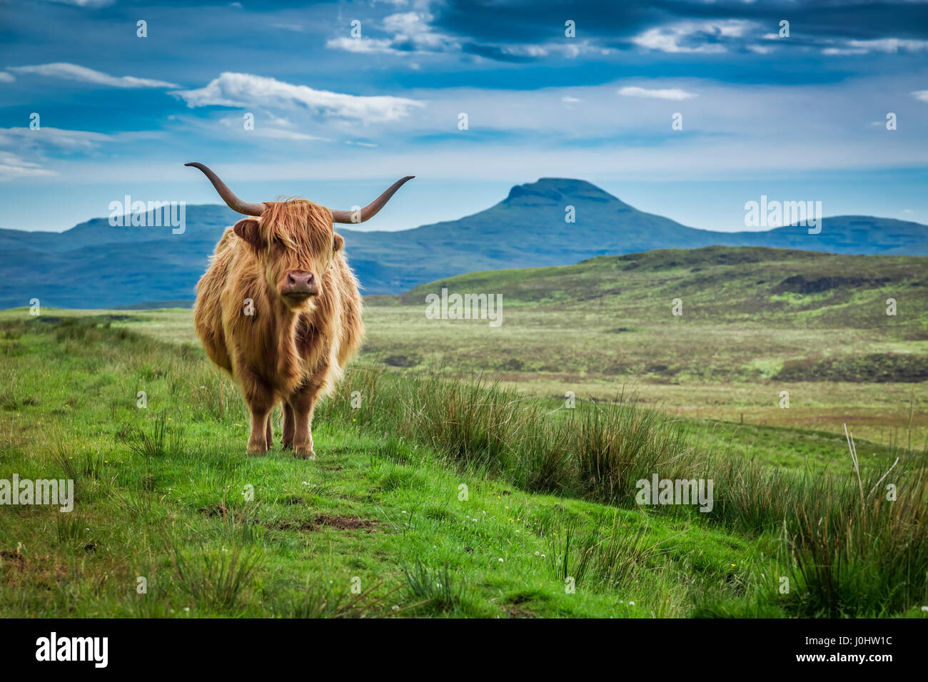Grazing highland cow in Isle of Skye in Scotland Stock Photo - Alamy
