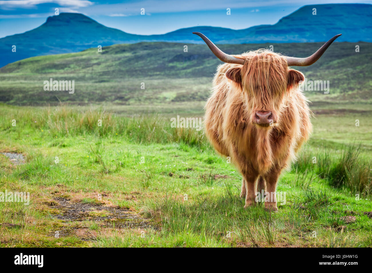 Ирландский бык. There are many cows in. Шотландский горный скот. Хайленд теленок. There are many cows in scotland.