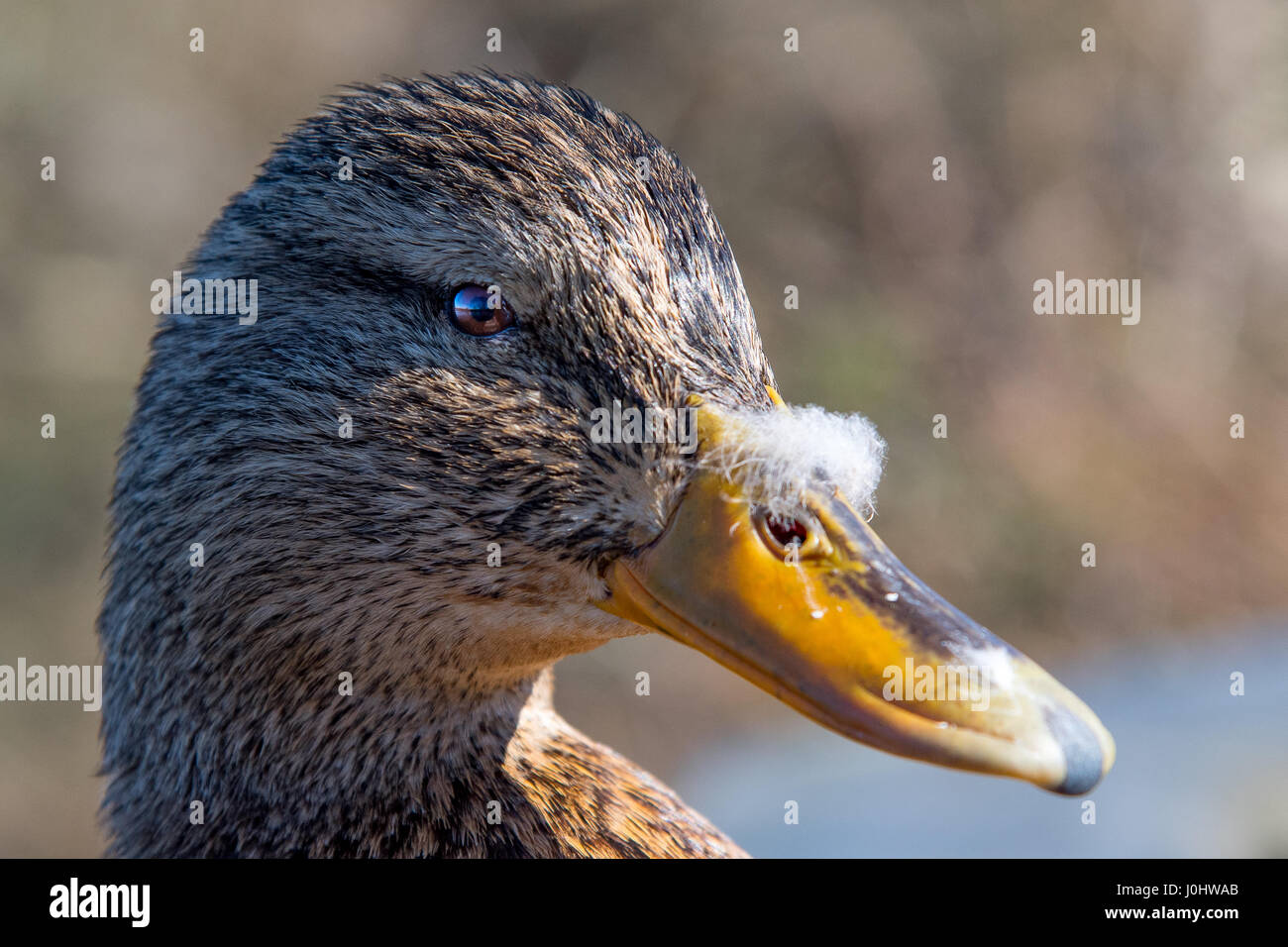 A portrait of a female mallard duck. She looks directly at the camera and has a spring fluff of flowers on her yellow beak. Stock Photo