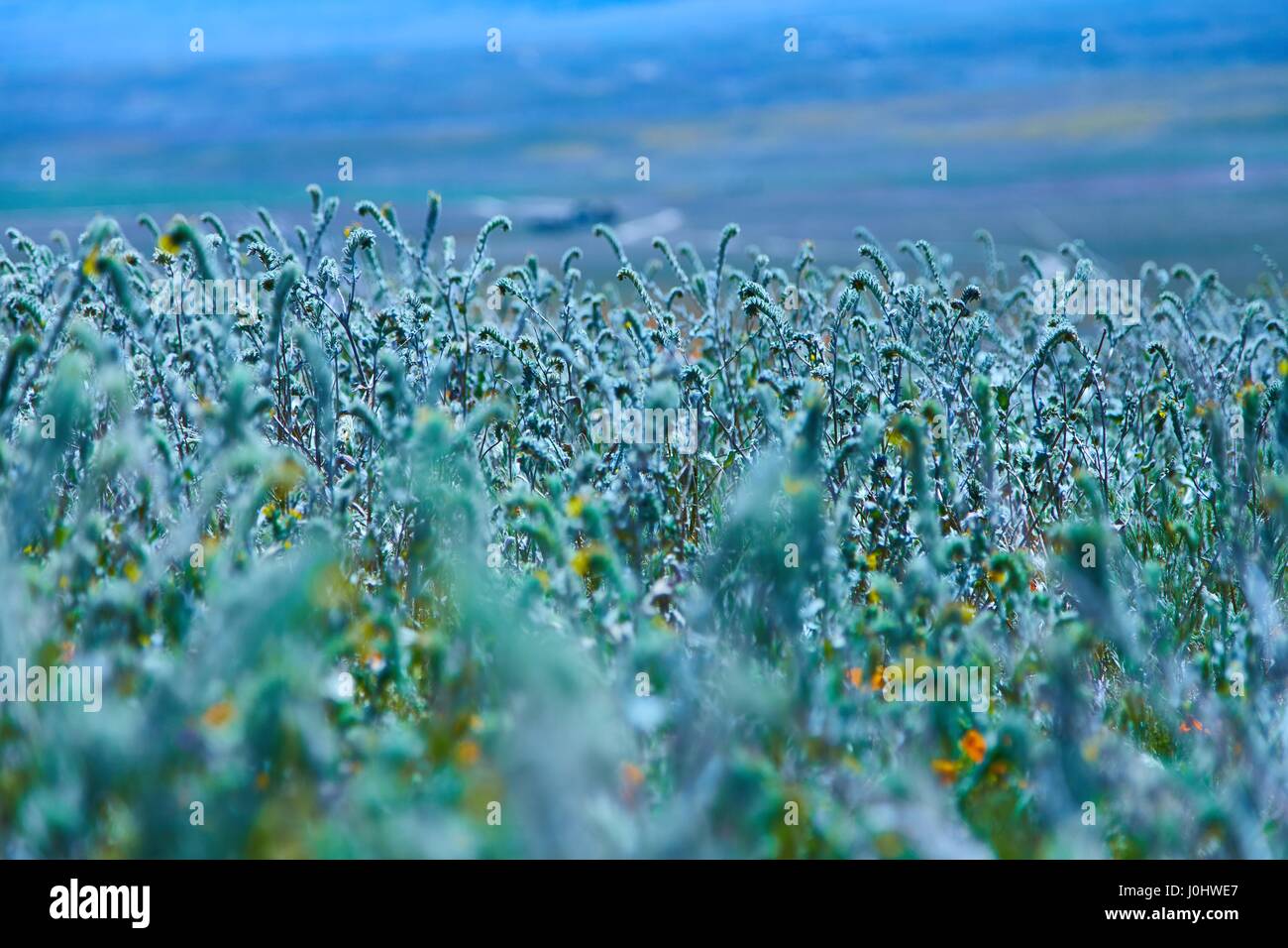 Beautiful blue flowers grow in a field in California Stock Photo Alamy