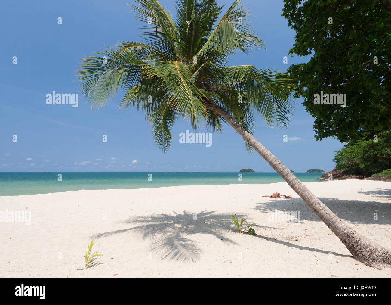 Coconut palm with white sand and blue sky Stock Photo - Alamy