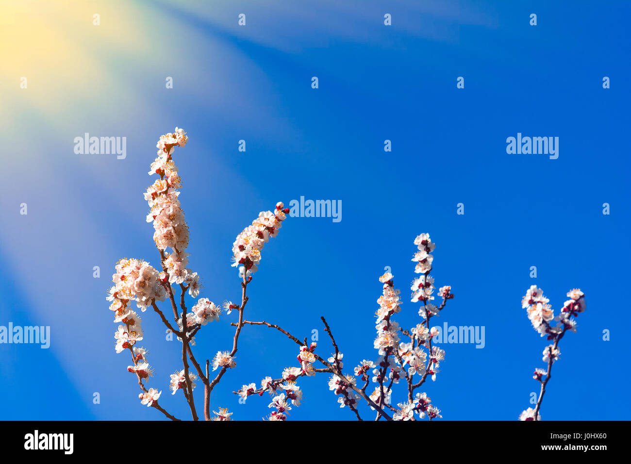 Blooming tree on blue sky background Stock Photo - Alamy