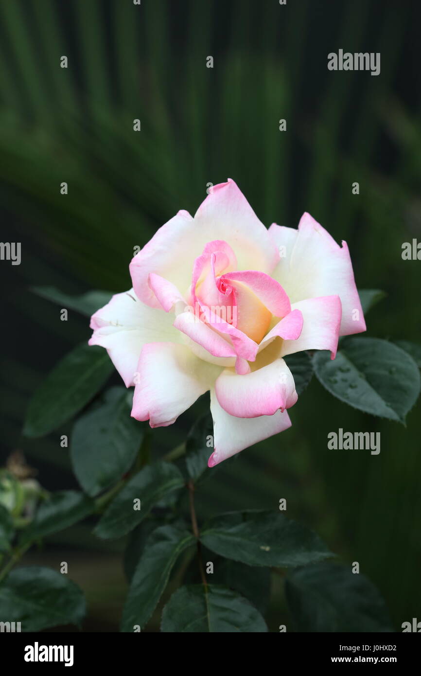 The Princess de Monaco Rose - Hybrid Tea rose in full bloom Stock Photo