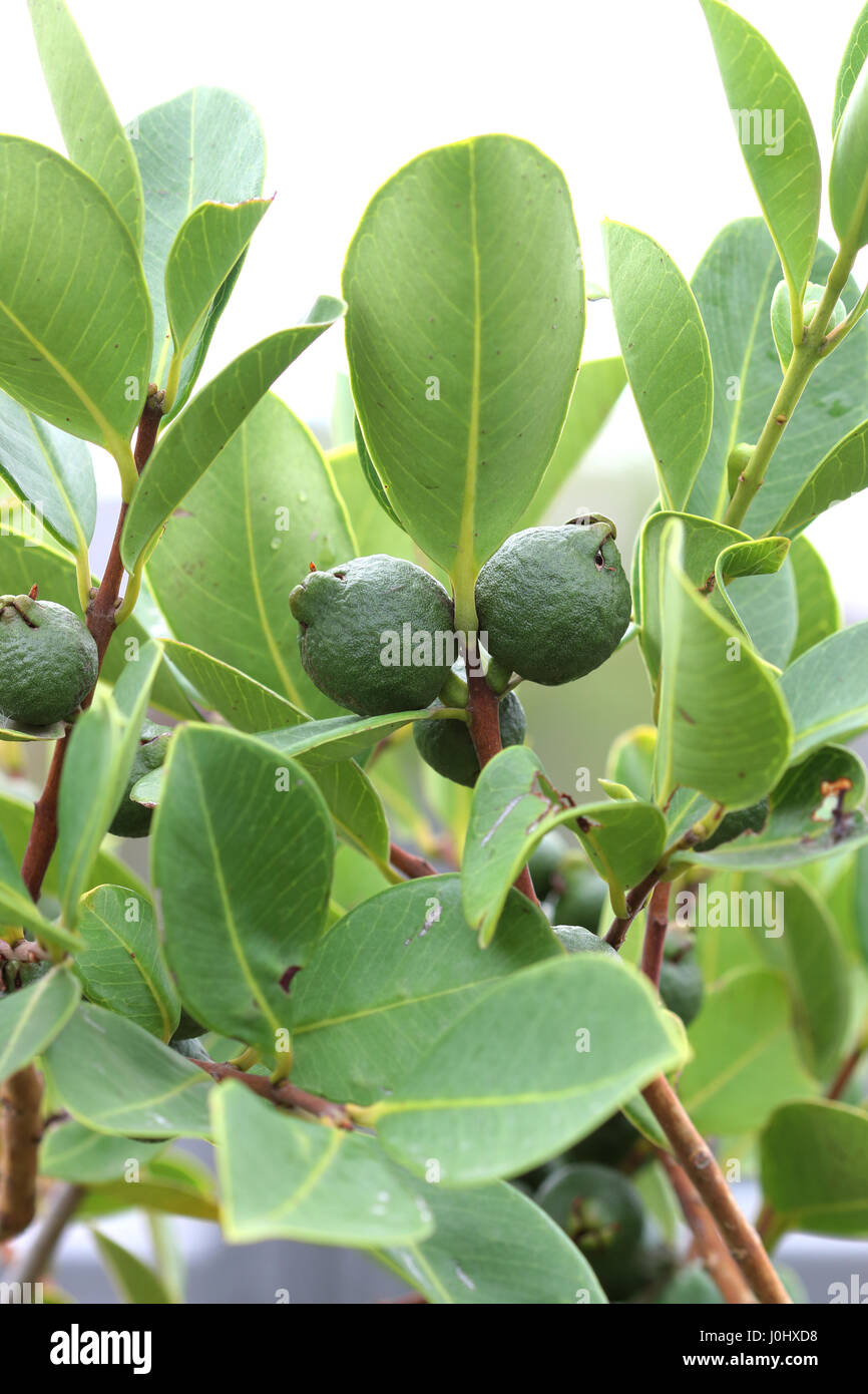 Young Cherry Guava, Psidium cattleianum on Tree Stock Photo Alamy