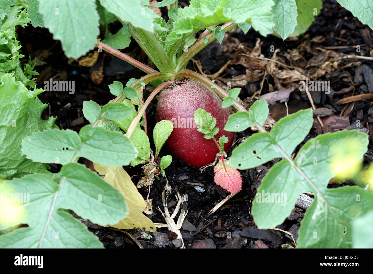 Raphanus raphanistrum or known as Radish growing in the ground Stock Photo