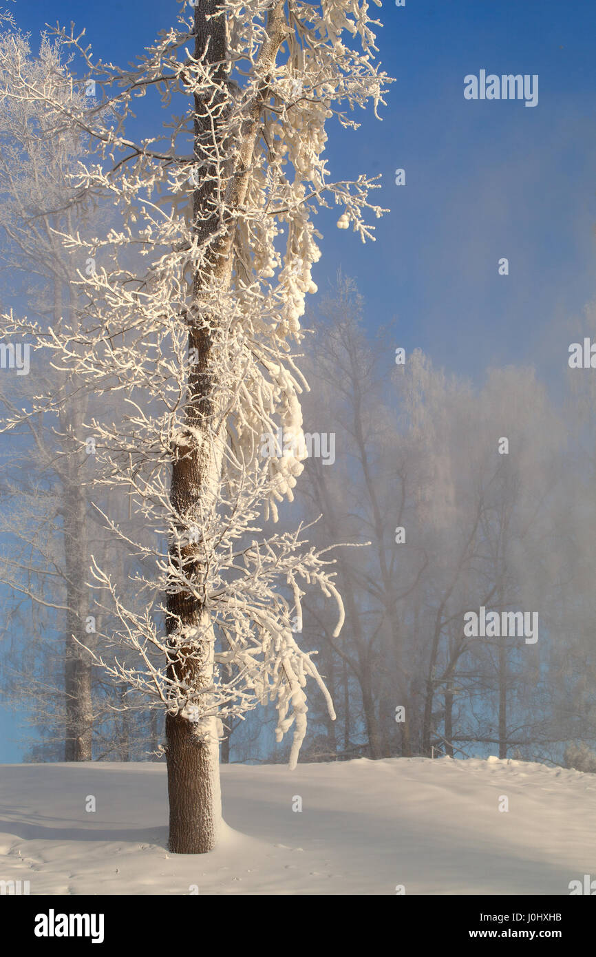 Winter in forest Stock Photo - Alamy