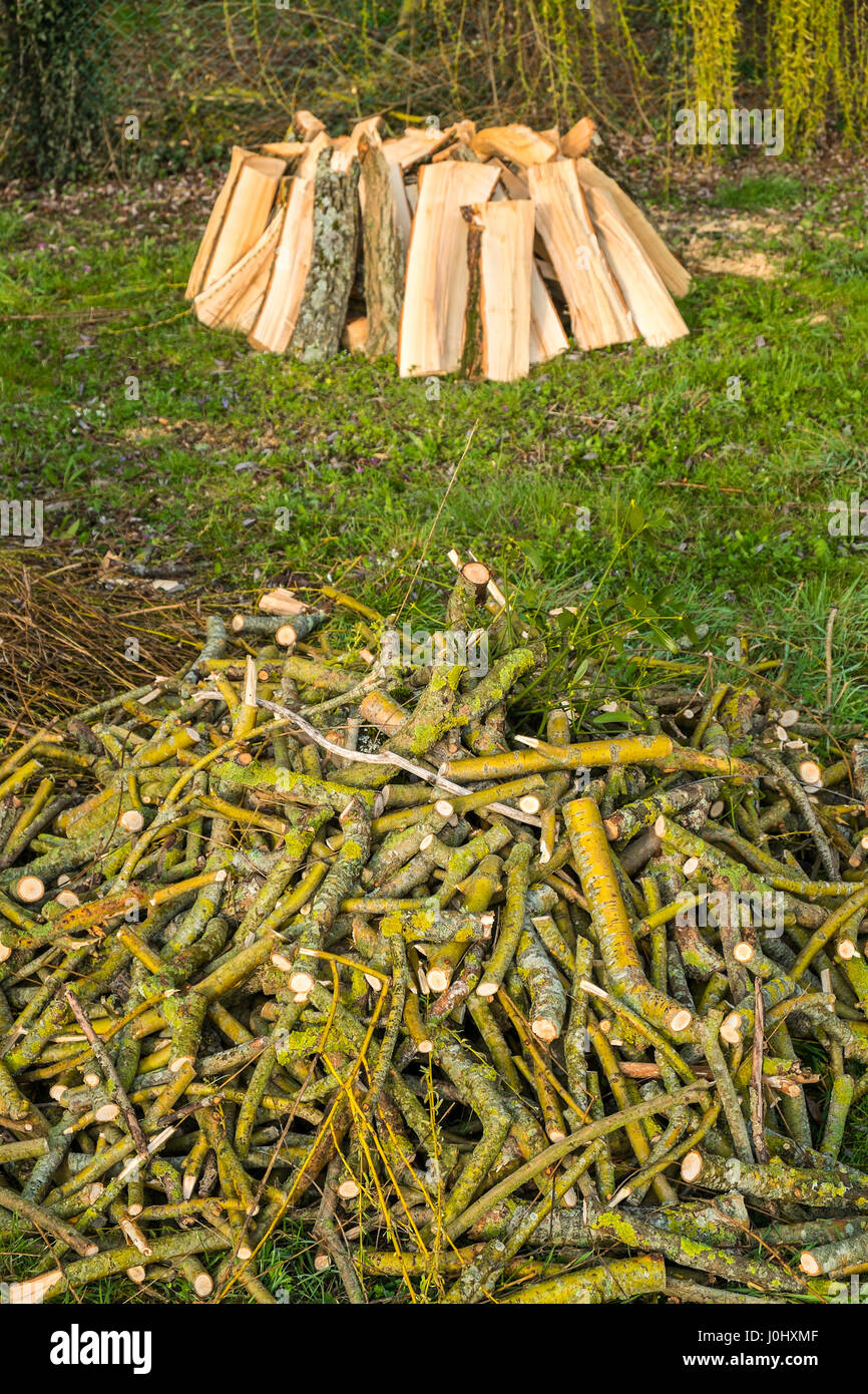 Firewood logs from fallen Willow tree - France. Stock Photo