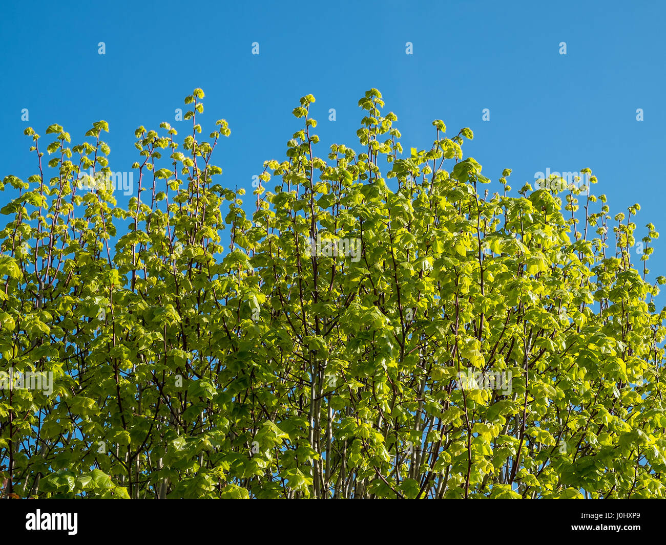Green fresh leaves lime tree hi-res stock photography and images - Alamy