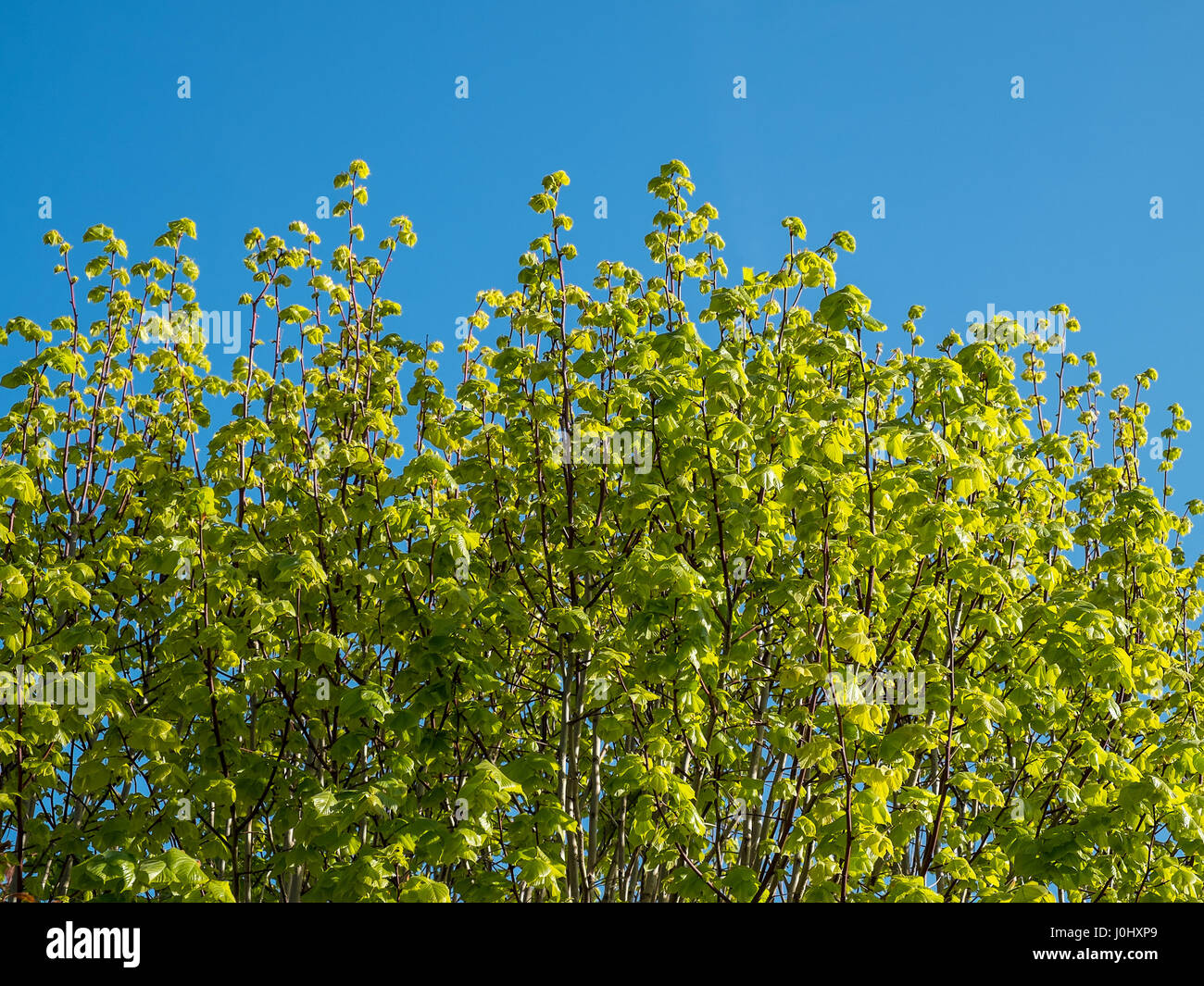 Lime tree leaves in Spring. Stock Photo