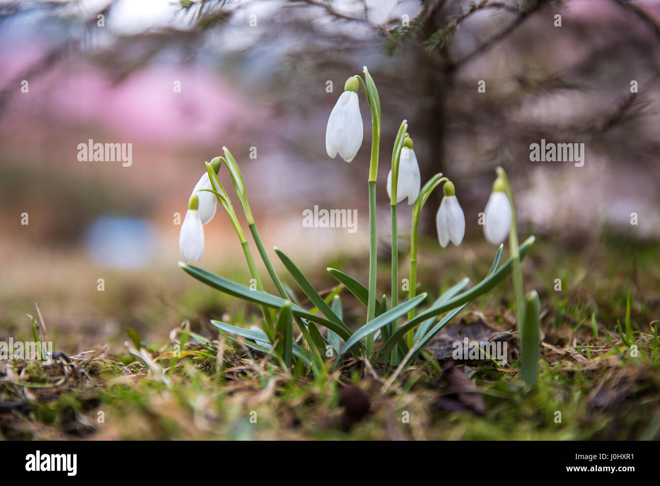 The first snowdrops under snow in March . Stock Photo