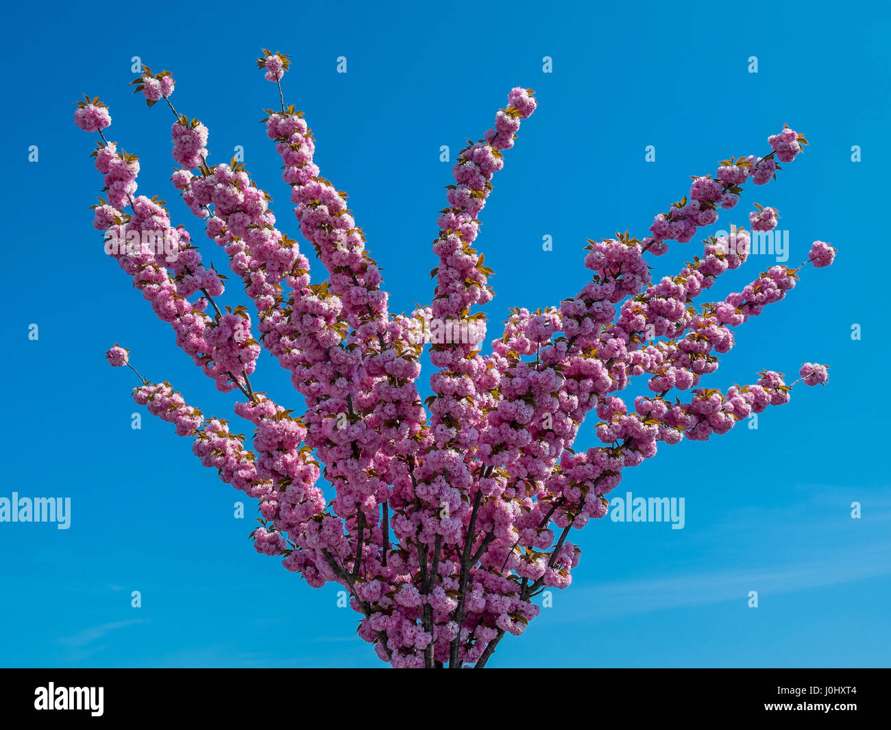 Ornamental Cherry tree in full blossom. Stock Photo
