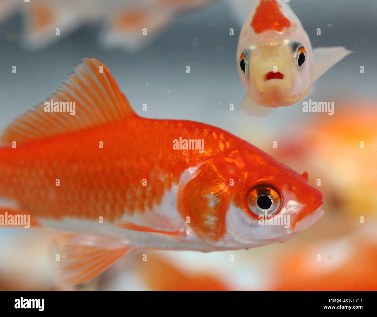 Picture of many goldfish in the aquarium of pet shop for sale Stock Photo - Alamy