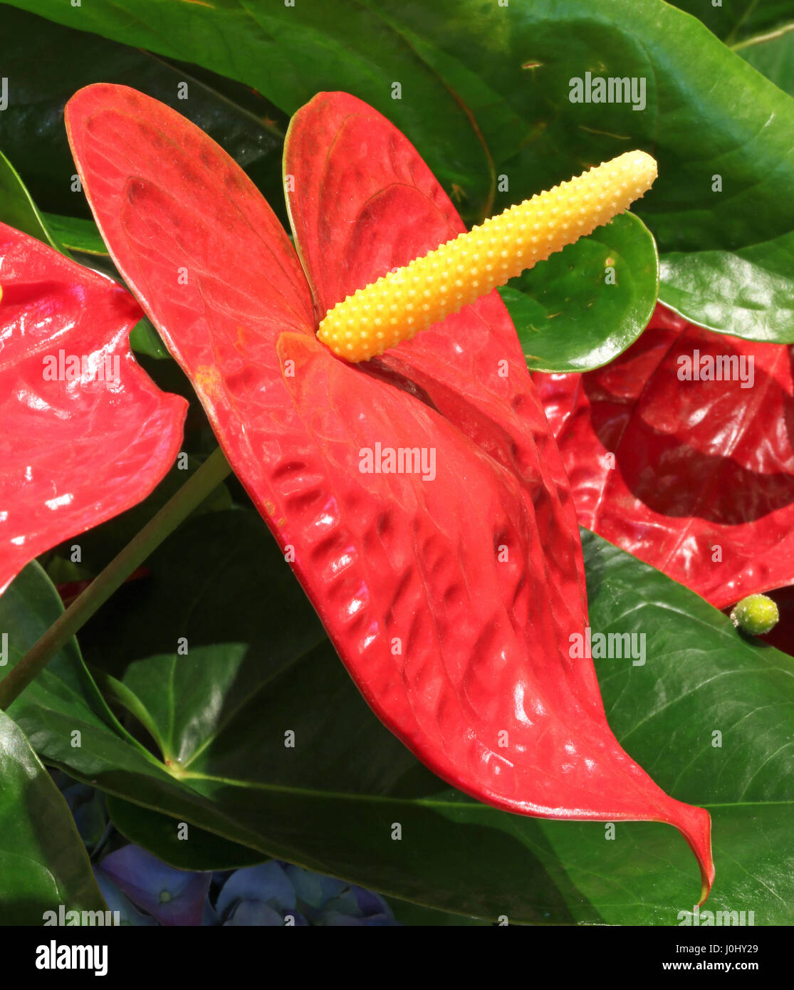 Deatil of  big red flower with very long spadix Stock Photo