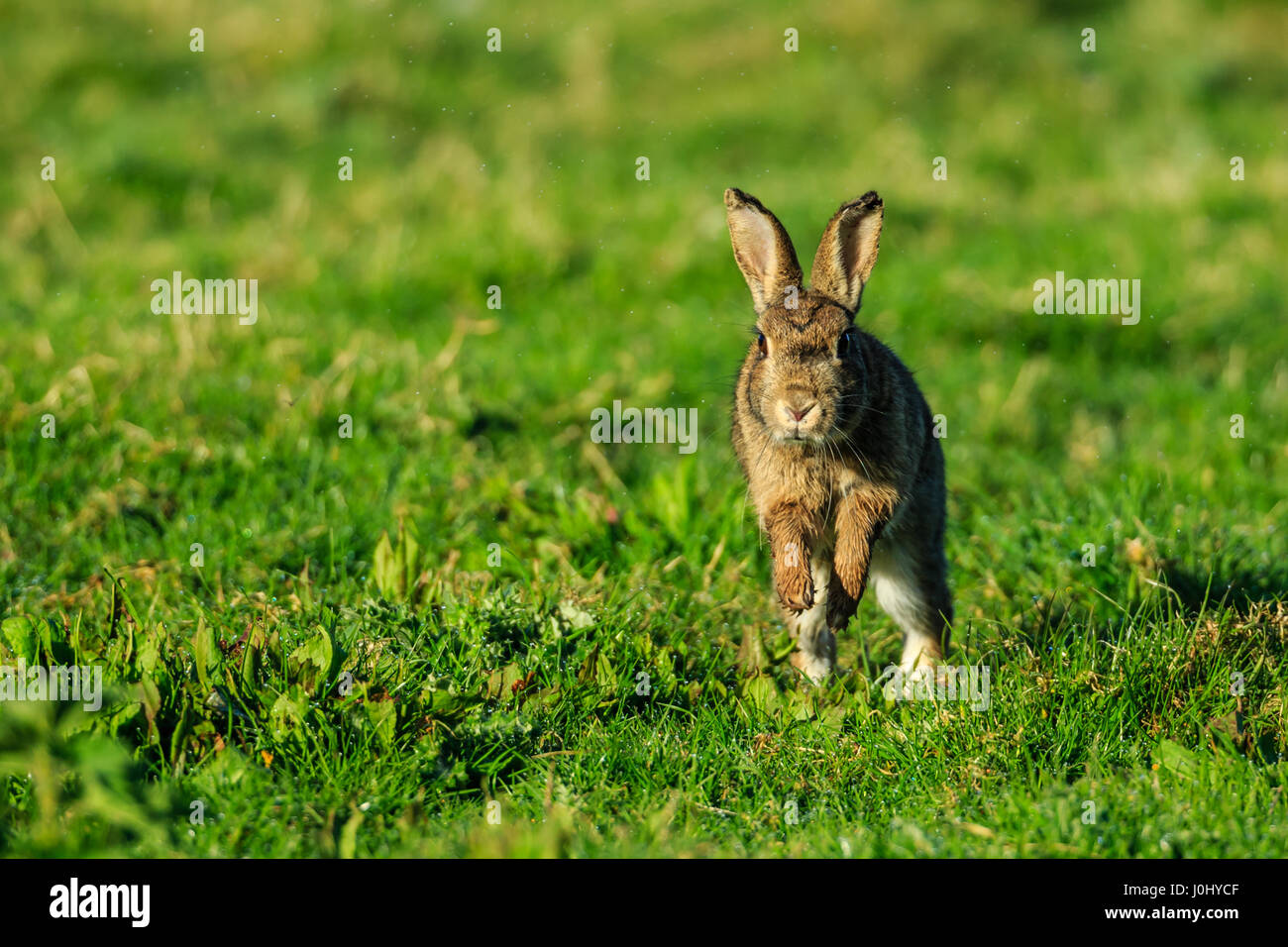 Rabbit pest hires stock photography and images Alamy