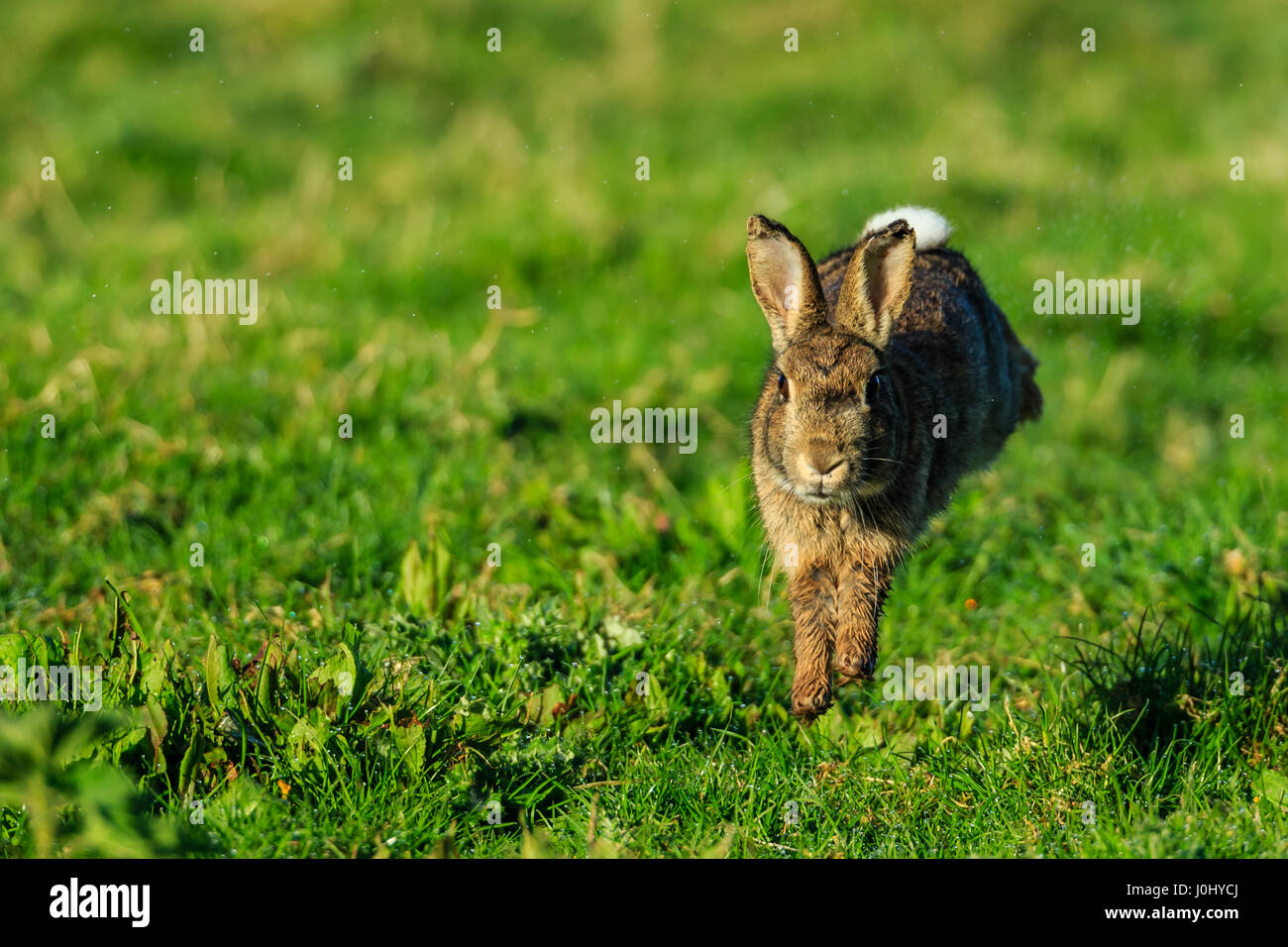 Rabbit pest hires stock photography and images Alamy