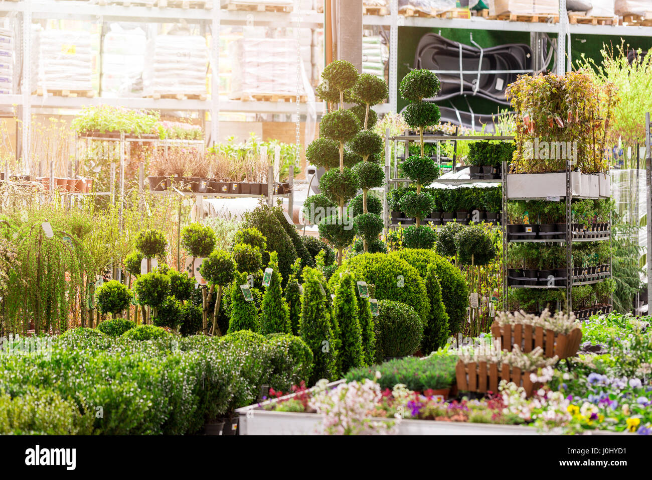 Ornamental plant hi res stock photography and images Alamy Ornamental plant hi res stock photography and images Alamy