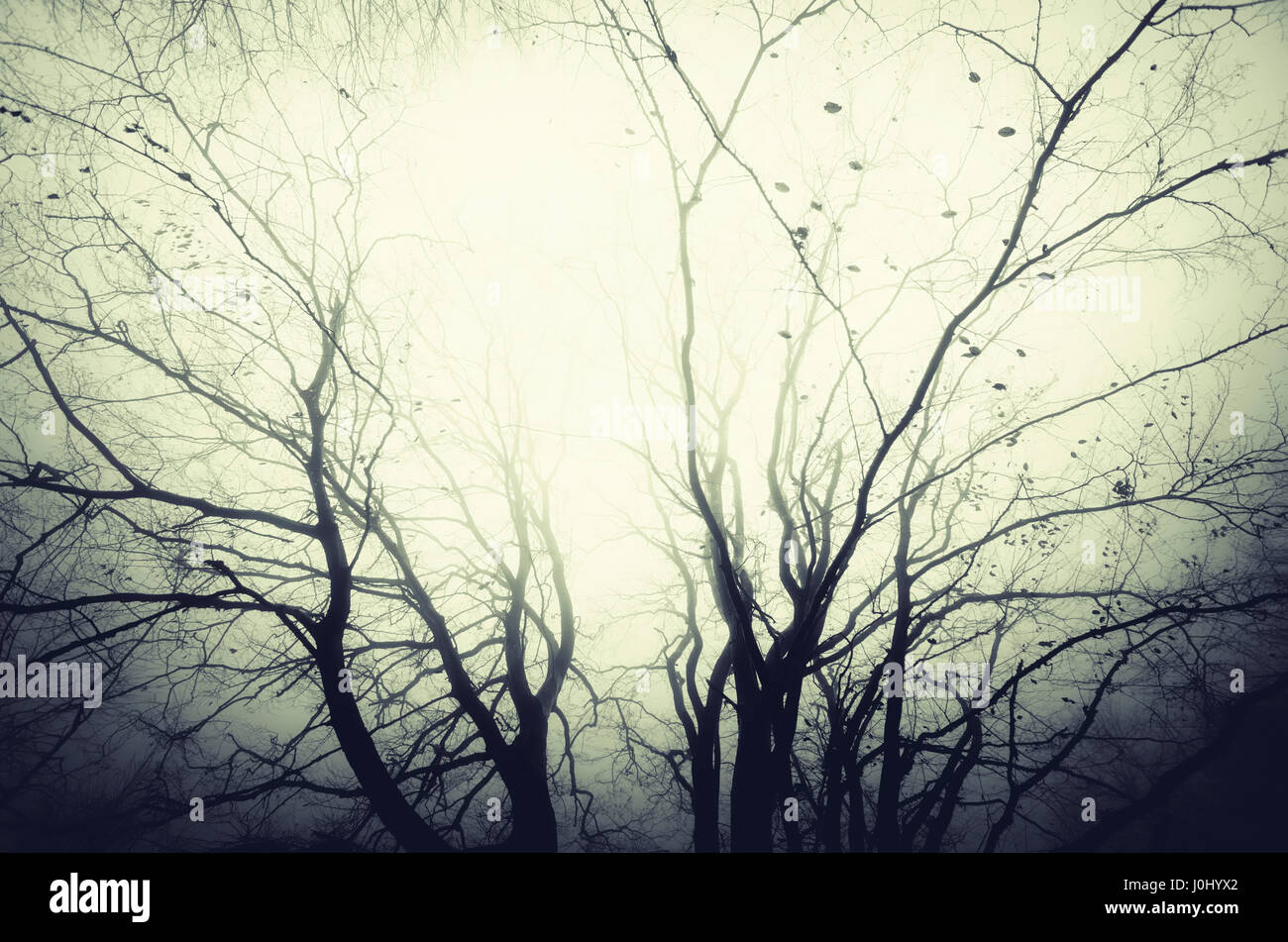 dark gloomy tree branches in fog Stock Photo