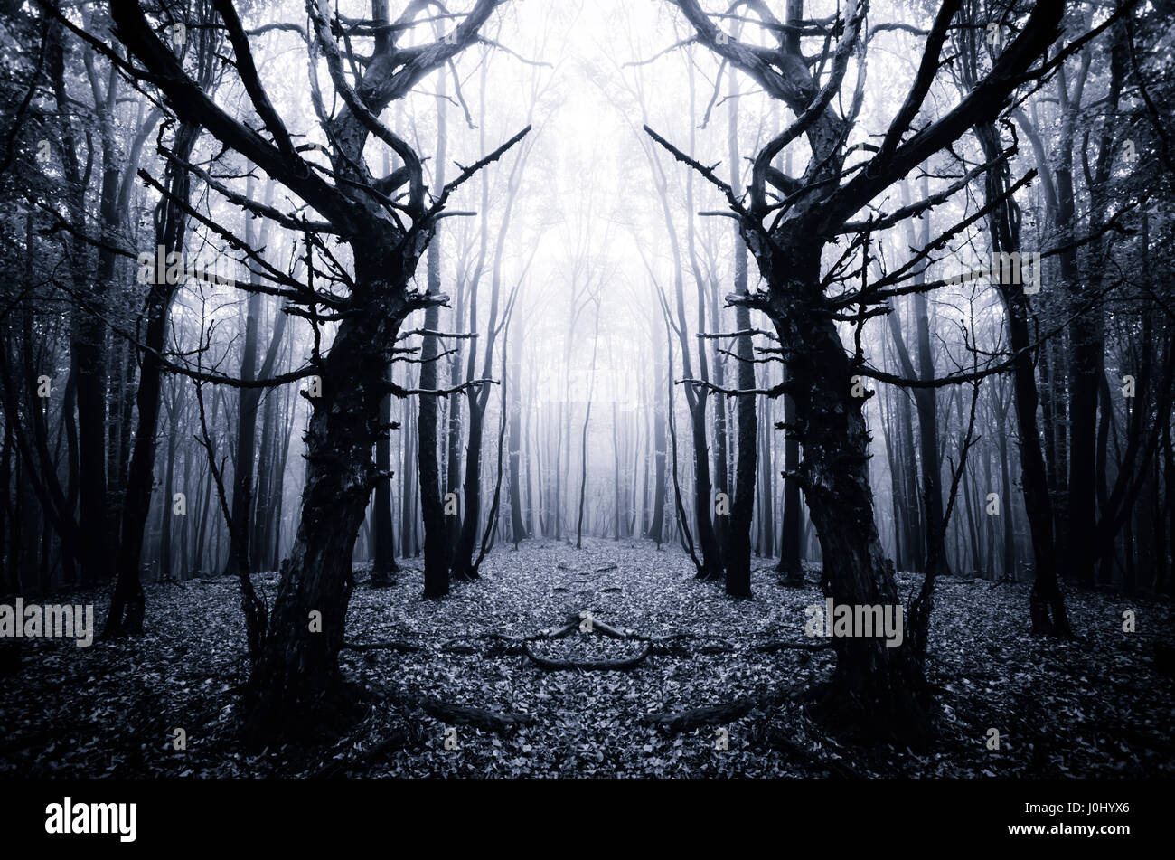 scary old trees in dark forest Stock Photo
