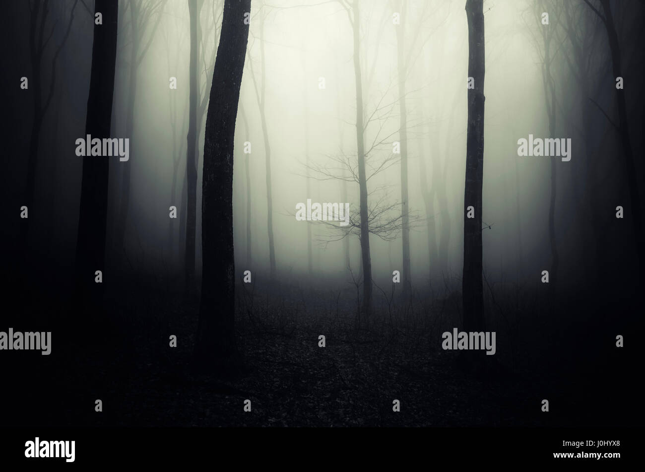 Trees in dark foggy forest. Mysterious woods landscape Stock Photo - Alamy