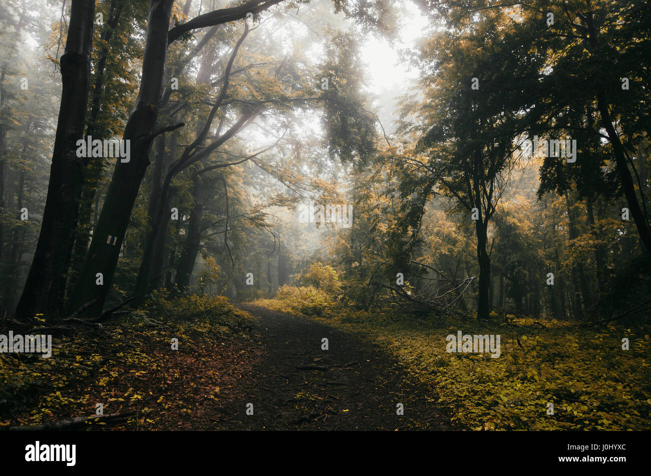 autumn forest path landscape with misty rainy weather Stock Photo