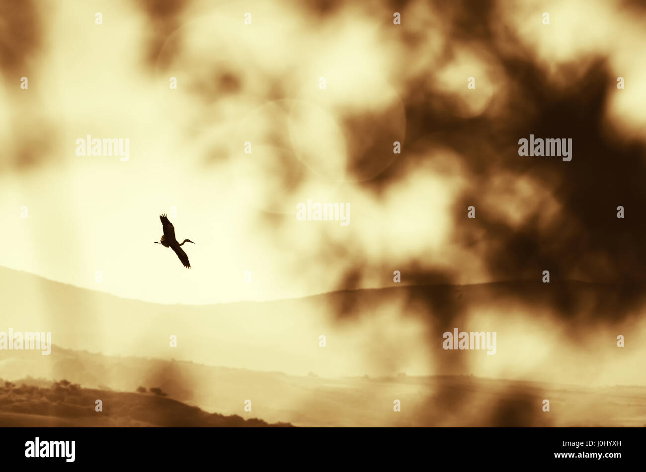 bird silhouette flying against the colorful morning sky Stock Photo