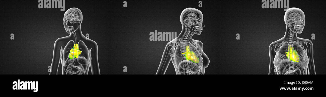 3d rendering medical illustration of the human heart Stock Photo - Alamy