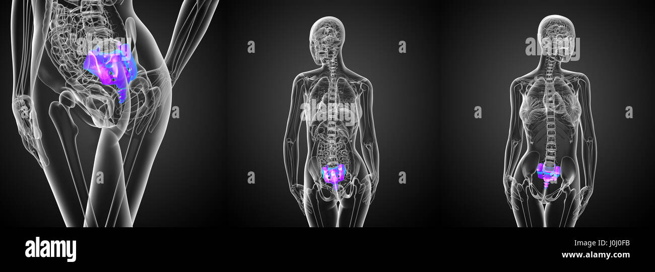 The Sacrum Bone: Anatomy and 3D Illustrations