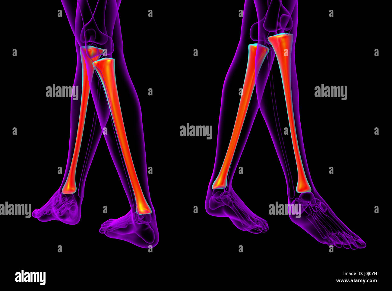 3d rendering medical illustration of the tibia bone Stock Photo - Alamy