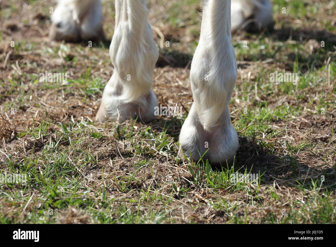 Huf eines Pferdes Stock Photo