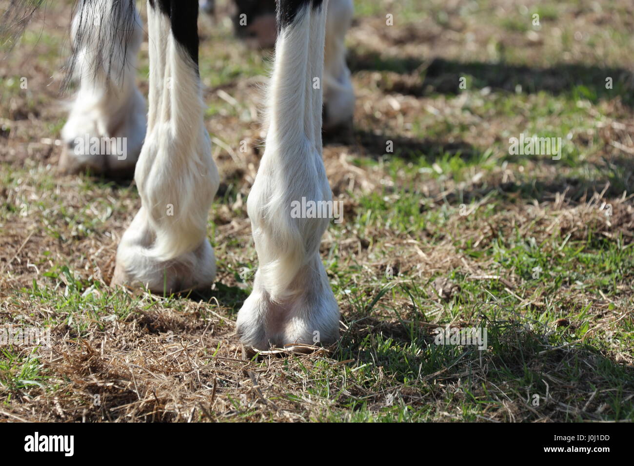 Huf eines Pferdes Stock Photo