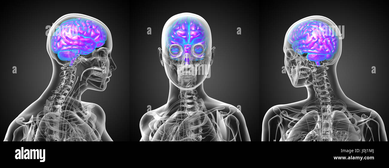 3d rendering medical illustration of the human brain Stock Photo - Alamy