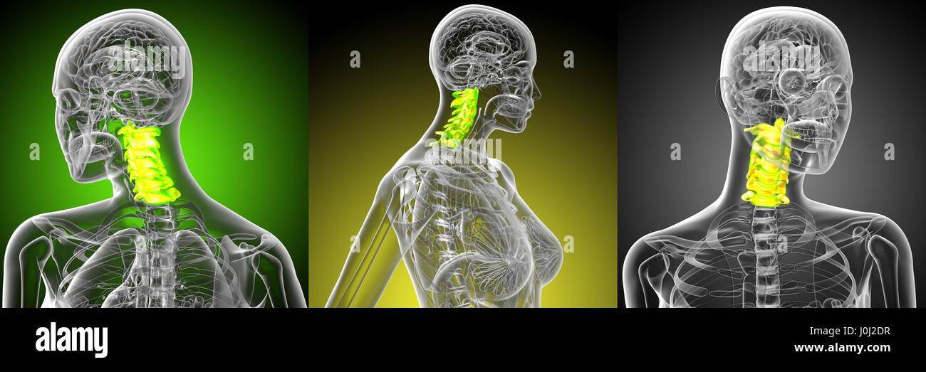 3d rendering medical illustration of the cervical spine Stock Photo - Alamy