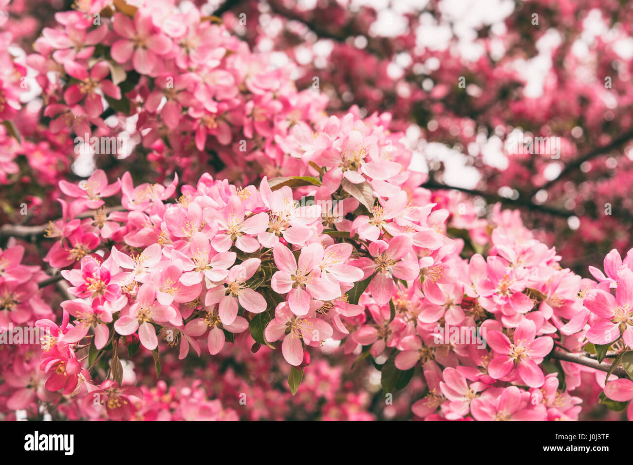 Crabapple tree in bloom with pink flowers Stock Photo Alamy