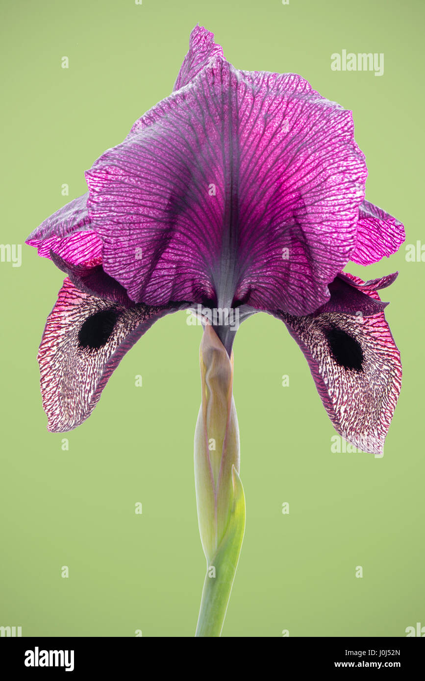 Iris iberica ssp lycotis flower. Rare oncocyclus Iris with heavily veined falls & darker signal patch from Iran. Stock Photo