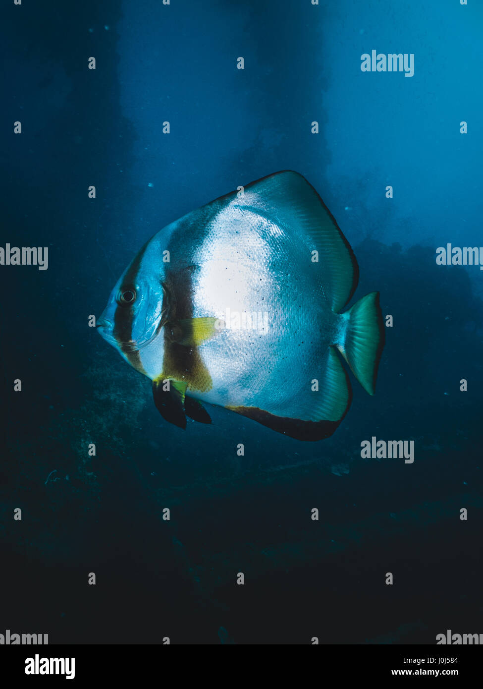 Mahrub Fish Weno, Micronesia. 09th Feb, 2016. Bat fish on the Kenshu Maru - Truk ...
