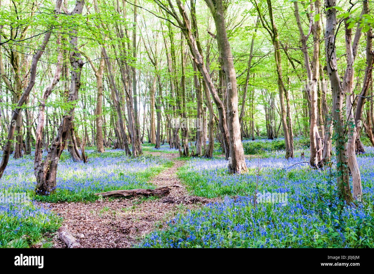 Bluebells growing wild in the sunny forest Stock Photo - Alamy