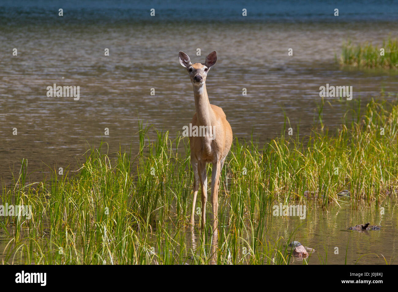 Whitetail deer / white-tailed deer (Odocoileus virginianus) female / doe at lake shore, Canada Stock Photo
