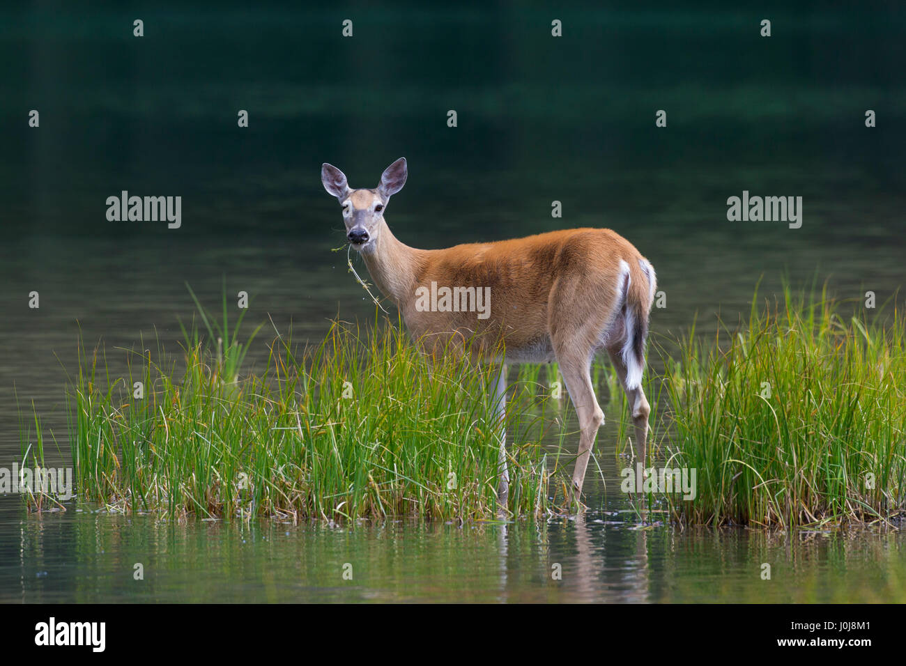 Whitetail deer / white-tailed deer (Odocoileus virginianus) female / doe eating water plants / aquatic plant in lake Stock Photo