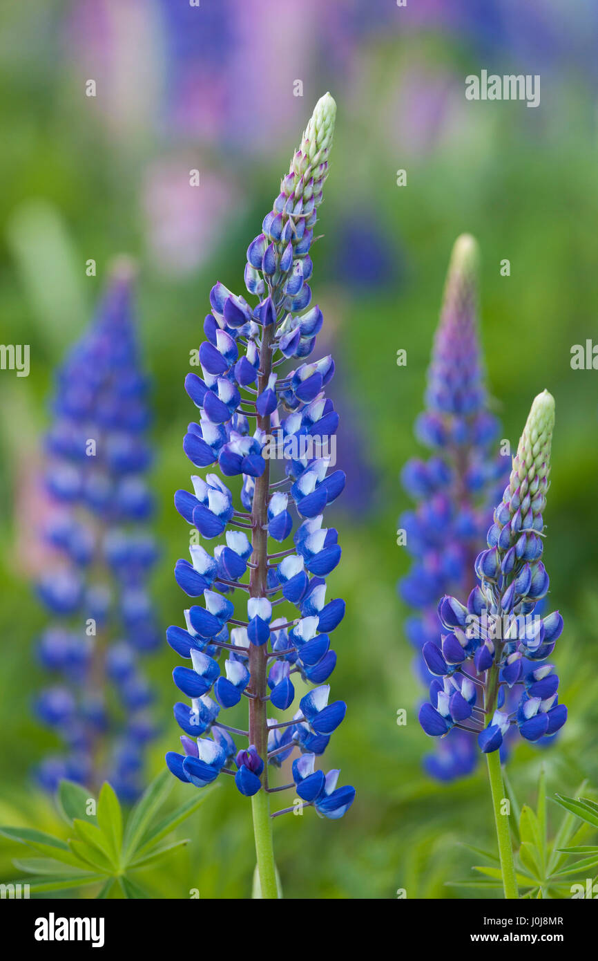 Large-leaved lupine / big-leaved lupine / many-leaved lupine (Lupinus polyphyllus) flowering, native to western North America Stock Photo
