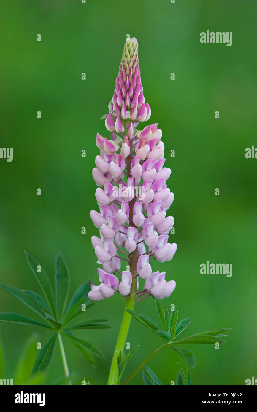 Large-leaved lupine / big-leaved lupine / many-leaved lupine (Lupinus polyphyllus) flowering, native to western North America Stock Photo