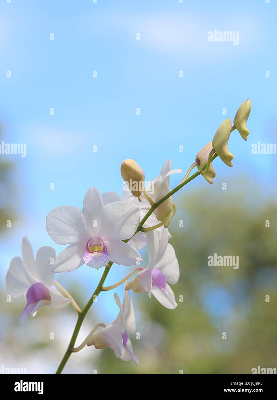 White orchid on blue sky and green leaf background Stock Photo