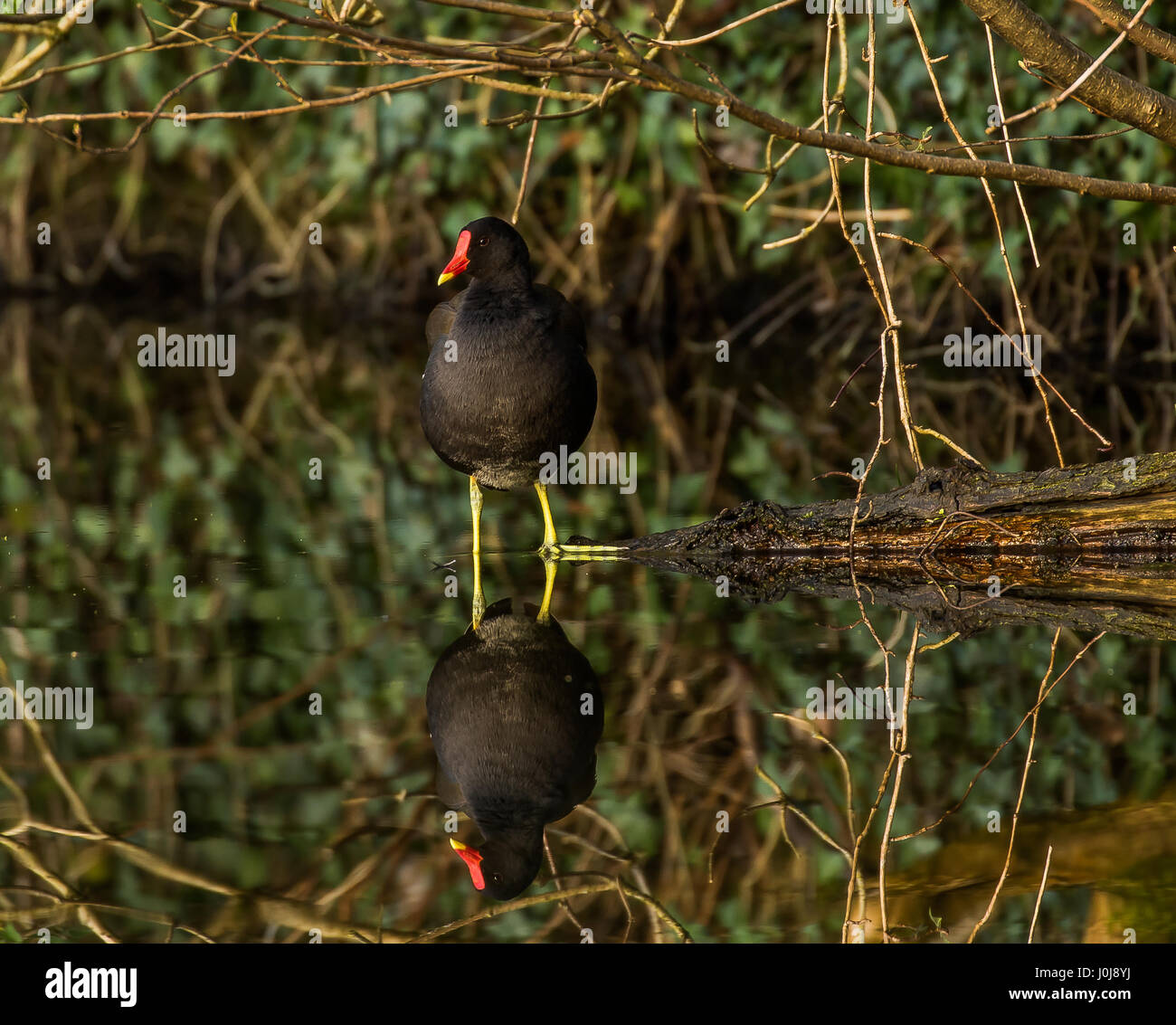 Moorhen Stock Photo