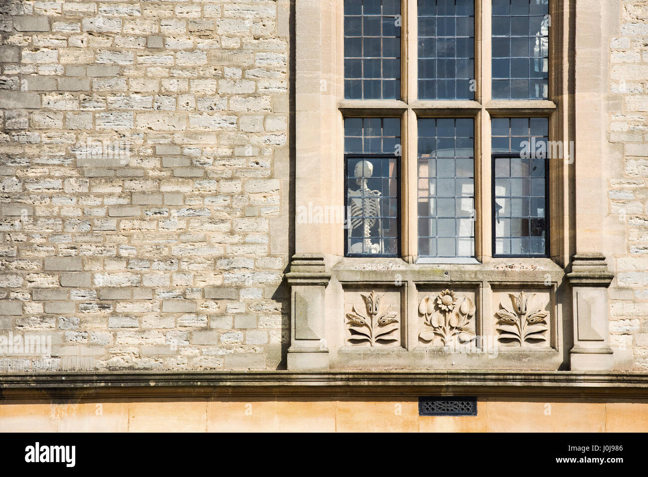 Skeleton in the window of Oxford university examination schools building. Oxford, Oxfordshire, England Stock Photo