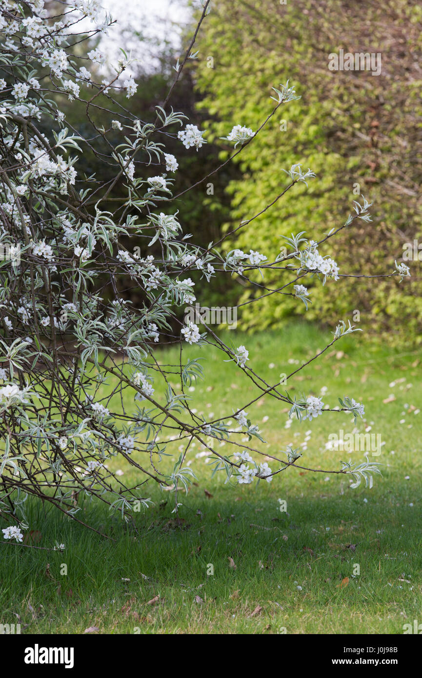 Pyrus salicifolia 'Pendula'. Pendulous willow leaved pear tree blossom in spring Stock Photo
