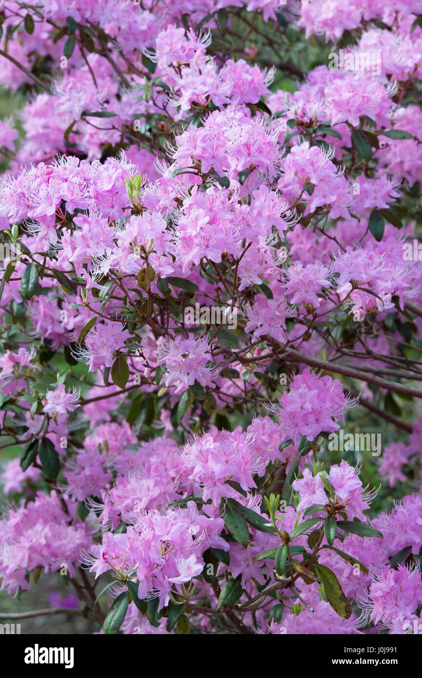 Rhododendron davidsonianum 'bodnant form'. Concave-leaf rhododendron Stock Photo